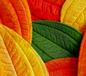 Motorola Razr HD Default Wallpaper By Kingwicked