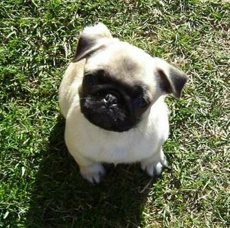 All Small Dogs Image Pug Puppy HD Wallpaper And Background Photos