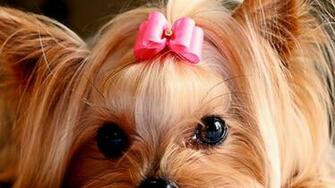 Wallpaper Name Yorkie Puppies
