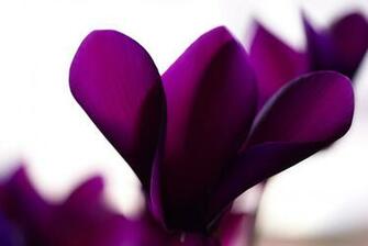Search Results For Blackberry Bold Wallpaper