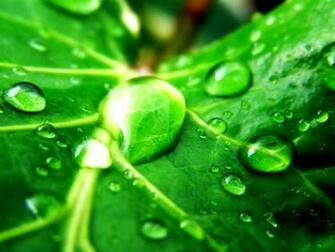 Green Nature Wallpaper