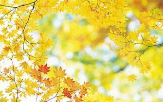 Widescreen Natural Scenery Wallpaper World