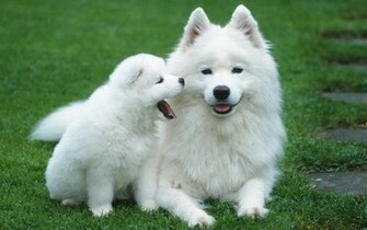 Cute Pictures Of Dogs