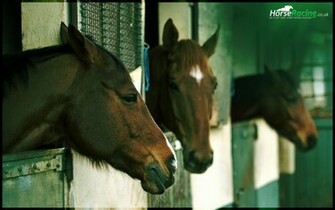 Horse Racing Wallpaper Horseracing Co Uk