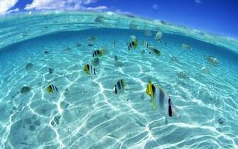 Excellent Fish Desktop Wallpaper