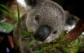 Koala Wallpaper Pictures