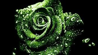 Green Rose Wallpaper