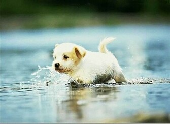 HD Animals Cute Dogs And Puppies Wallpaper