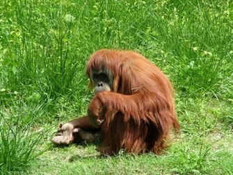 Orangutan Wallpaper