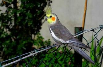 Cockatiel Computer Wallpaper Desktop Background