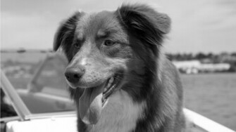 Black And White Dog Wallpaper