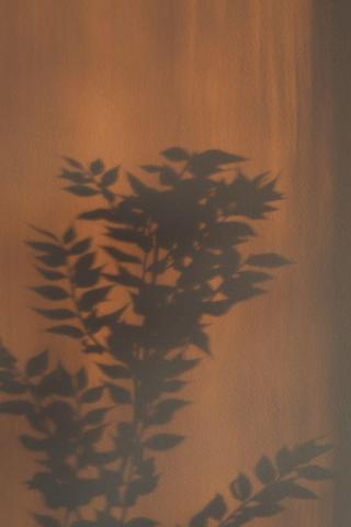 Photos Of Plant Shadow Background Pictures