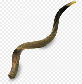 Icture Of Great Kudu Shofar Extra Large Yemenite Half