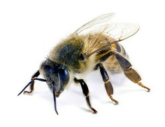 Killer Bee Attack