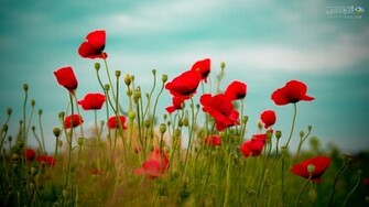 HD Best Wallpaper Of Poppy Flowers