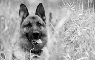 Black And White Wallpaper Of A Dog HD Animal Background Photo