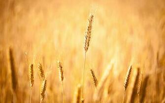 Close Up Wallpaper Desktop Best Jpg