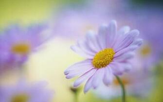 Daisy Flower HD Wallpaper For Desktop