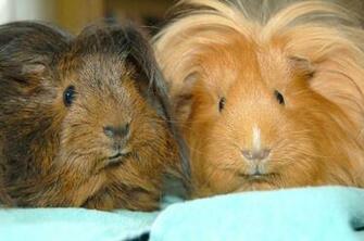 Cute Guinea Pigs HD Wallpaper Animals