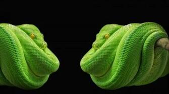 Green Tree Python Wallpaper HD