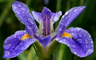 Top Iris Image Original Quality HD Wallpaper