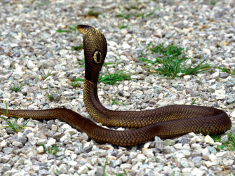 Anaconda Snake High Resolution Best Size HD Wallpaper