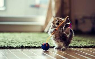 HD Cat Play Wallpaper