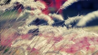 Wallpaper Beautiful