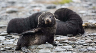 Southern Fur Seal Wallpaper