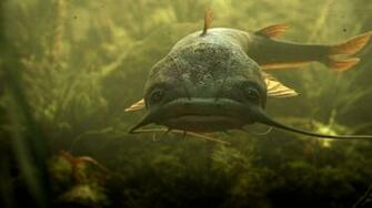 Catfish Desktop Wallpaper