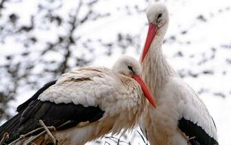 Birds Stork Wallpaper