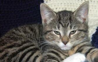 Kitten Cat Animal Animals HDw Eweb4