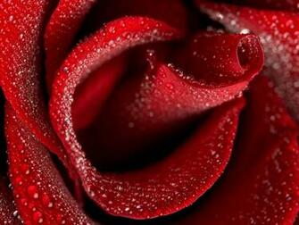 Red Rose Wallpaper Stock Photos