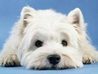 Westie Dog Wallpaper