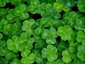 Wallpaper Shamrock