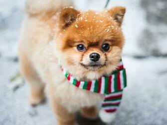 Image Spitz Dog Scarf Pomeranian Ginger Color Animals