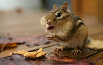 Cute Chipmunk Px HDwallsource