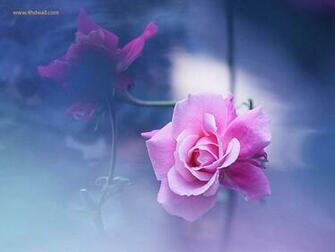 Beautiful Amazing Wallpaper Desktop Background