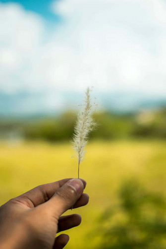 Pampas Grass Wallpaper