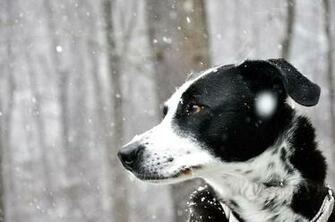 Dog Snow Wallpaper And Dogs