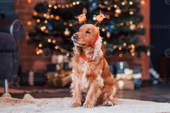 Christmas Lights Cute Wallpaper
