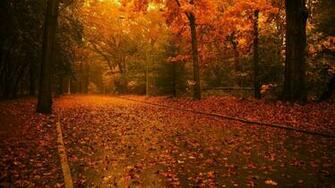 Beautiful Cool Wallpaper HD Nature