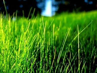 Bright Colors Image Green Grass Wallpaper Photos