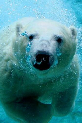 Polar Bear iPhone Wallpaper HD