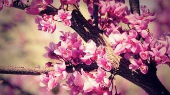 Cute Flower Wallpaper Jpg