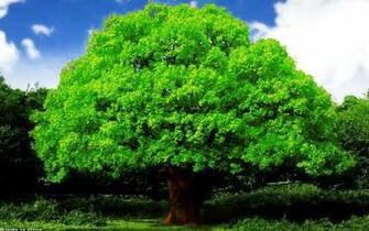 Oak Tree Wallpaper Image Group