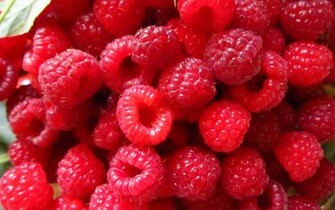 Fruits HD Wallpaper Depot