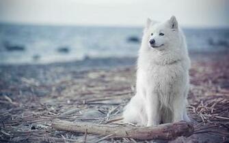 Samoyed Wallpaper Image