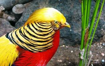 Golden Pheasant Computer Wallpaper Desktop Background