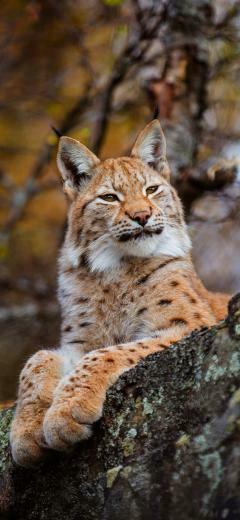 Lynx Rest Nature Wildcat iPhone Xs Max Wallpaper